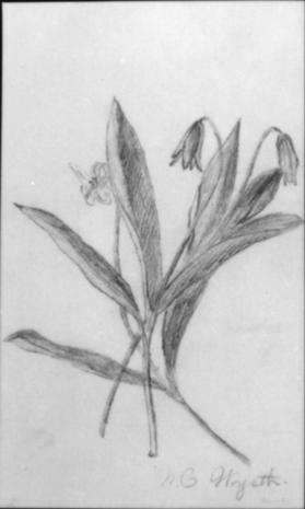 Untitled  (botanical study)