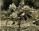 caption: Black and white photograph of rhododendron found in N. C. Wyeth's studio.