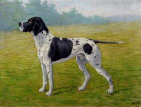 Don, Pointer Dog