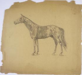 Untitled (study of a horse)