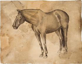 Untitled (study of a horse)