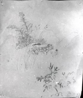 study of golden rod and other vegetation