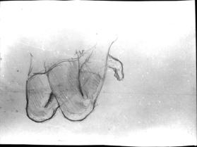 Untitled (study of legs)