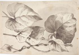 untitled study of vine and vine leaves