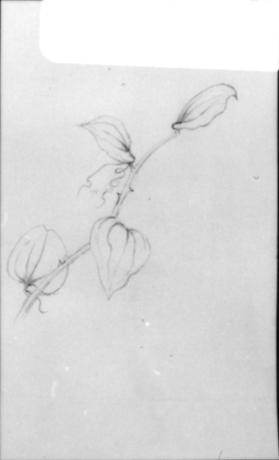 Untitled  (botanical study)