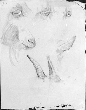 Untitled (studies of horns, eyes, ear and chin of a goat)