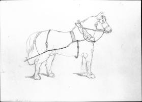 Untitled (study of a draft horse; two vegetable  studies)