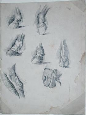 Untitled (studies of horses' hooves, muzzle, legs)