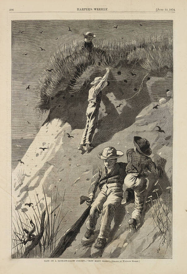 Raid on a Sand-Swallow Colony--"How Many Eggs?"