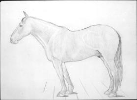 Untitled (study of a horse)