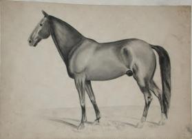 Untitled (horse)