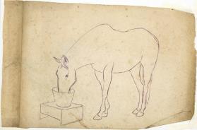 Untitled (horse eating out of bucket; verso, horse head profile)