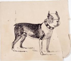 Portrait of a Boston bull terrier