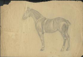 Untitled (horse)