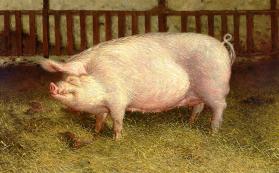 Portrait of Pig