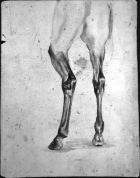 Untitled (hind quarters of a horse)