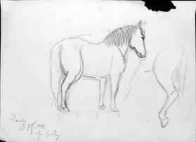 Untitled (study of a horse; horse's hind quarter)