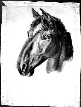 Untitled (head of horse)