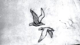 Untitled (study of gulls in flight)