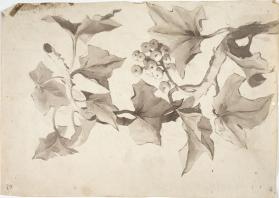 untitled study of vine with leaves and berries