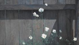 Dooryard, White Cosmos