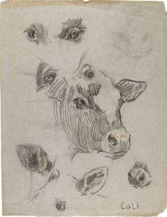 Untitled (head of a calf with studies of eyes and ears); verso: untitled (studies of eyes)