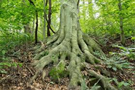 Beech Trunk