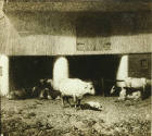 caption: Original appearance of canvas, with group of cows on left side of image (archival phot…
