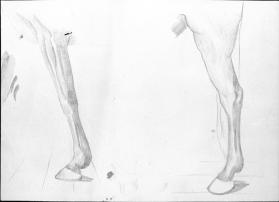 Untitled (front and hind legs of a horse)