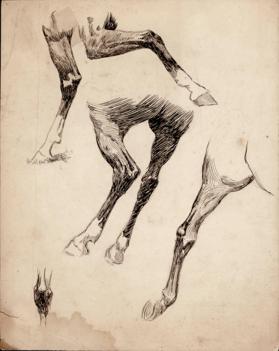 Untitled (studies of horses's legs)