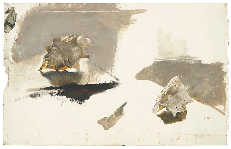 Chambered Nautilus Study