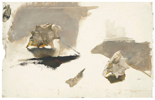 Chambered Nautilus Study