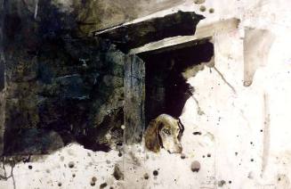 Hound, Study for Raccoon