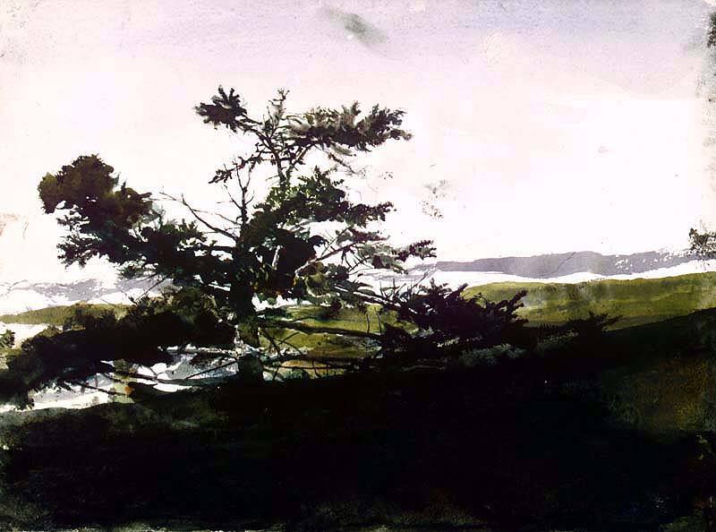 Scrub Spruce, Study for Juniper
