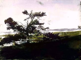 Scrub Spruce, Study for Juniper