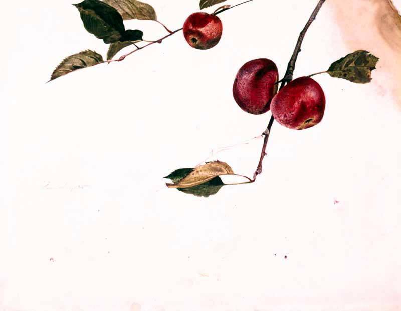 Apples on a Bough, Study for Before Picking