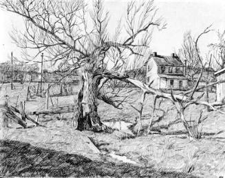 Willow Tree at John McVey's House