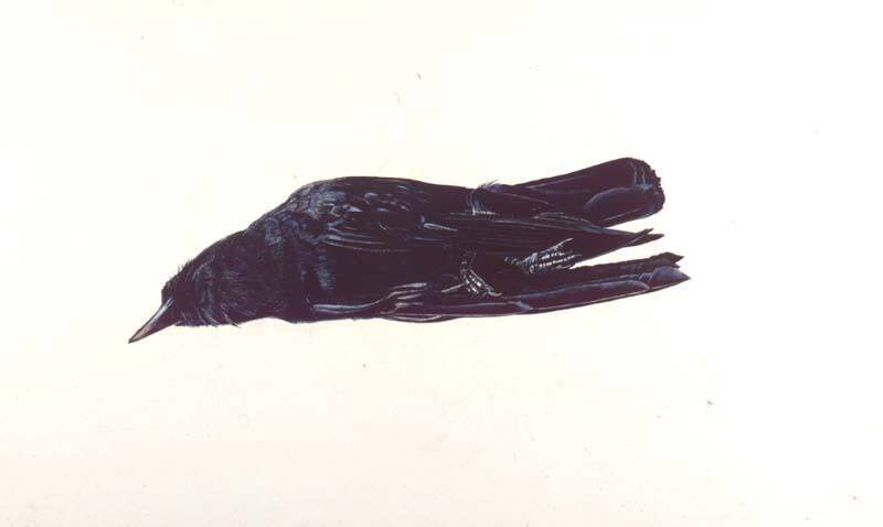 Dead Crow, Study for Winter Fields