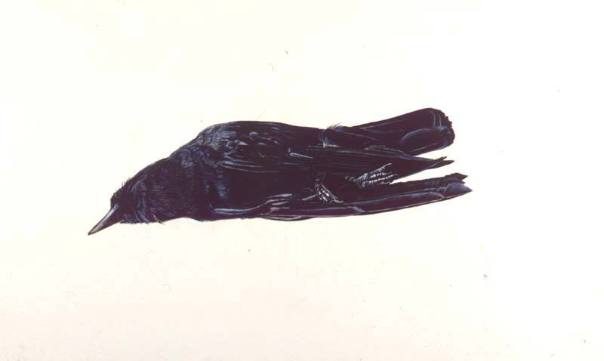 Dead Crow, Study for Winter Fields