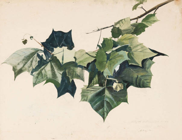 Summer Freshet Study