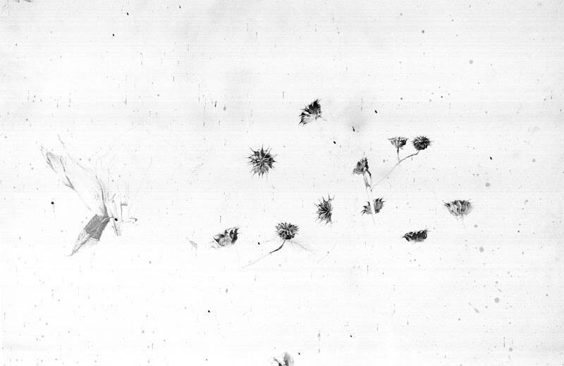 Seed Pods, Study for Blue Jacket