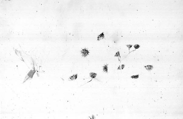 Seed Pods, Study for Blue Jacket