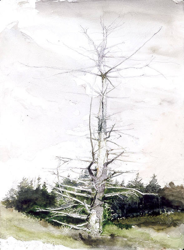 Crow Tree Study