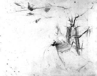 Corner Of The Woods Study