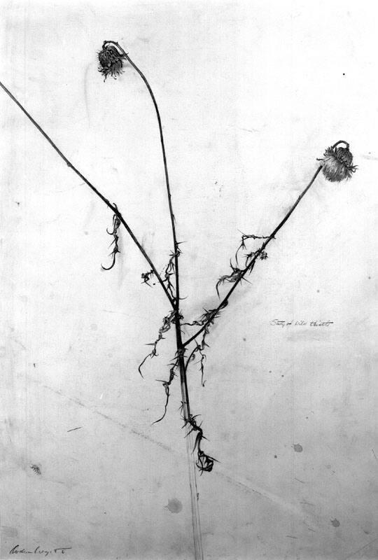 Dried Thistles, Study for Snow Fields