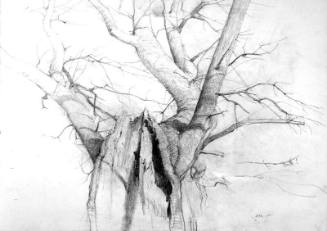 Dryad Study