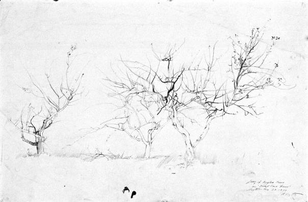 Fields Of Broad Cove Study