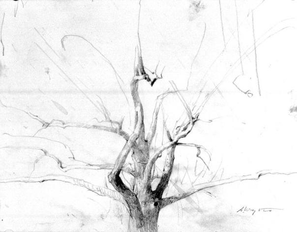 Hawk Tree Study