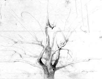 Hawk Tree Study