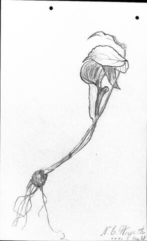 Untitled  (study of a jack-in-the-pulpit)